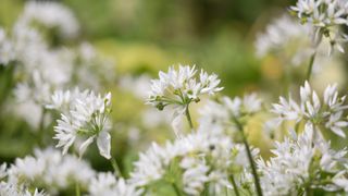 Garlic plants flowering