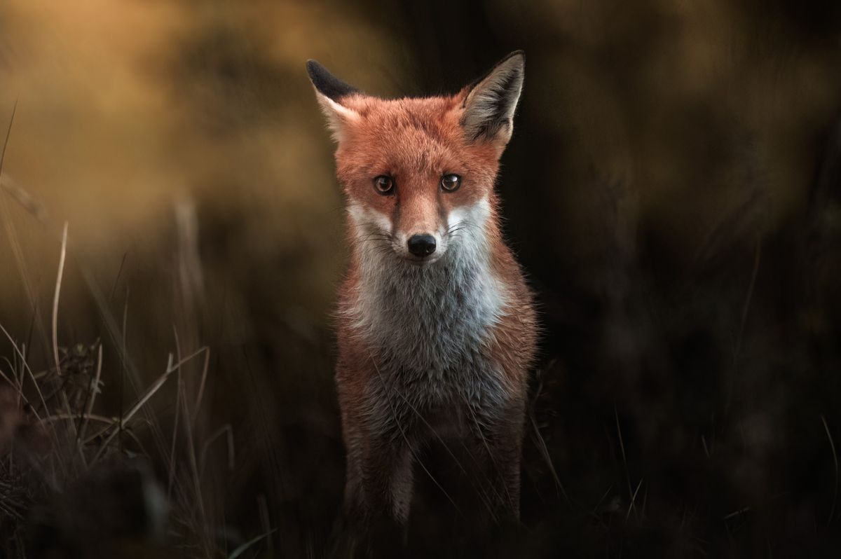 A photograph by Brian Johnston of a young fox