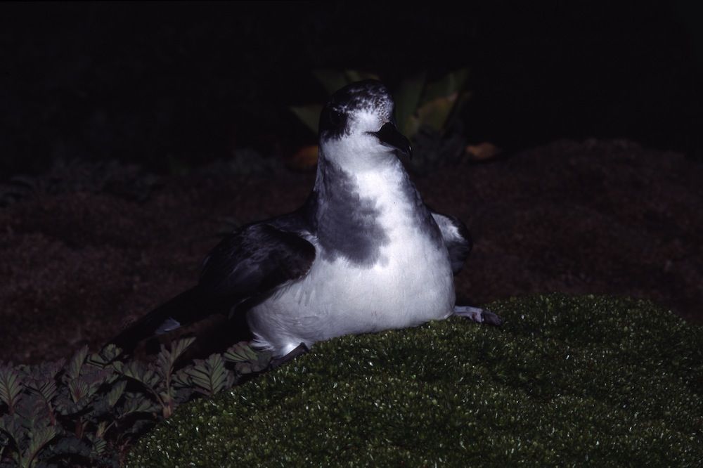 Petrel at night