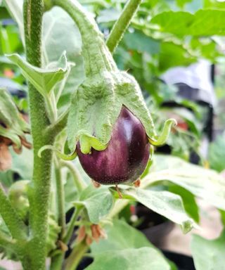 baby eggplant growing on a plant