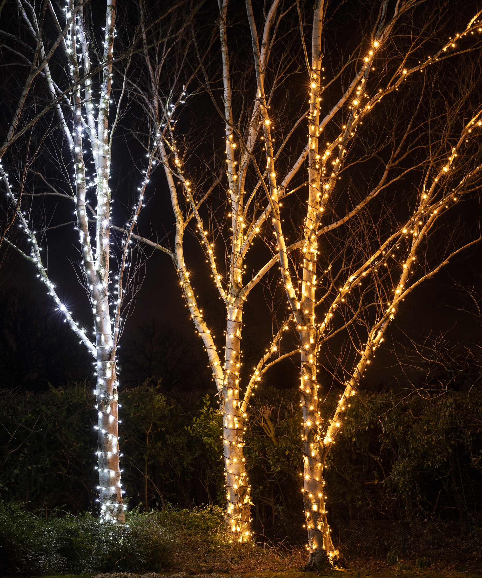 Outdoor warm and cool fairy lights on bare trees