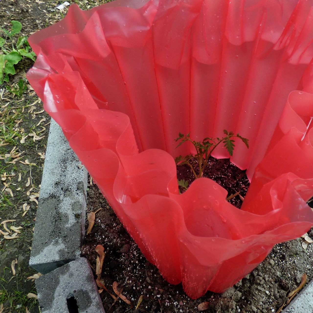 Red Water Wall Around A Plant