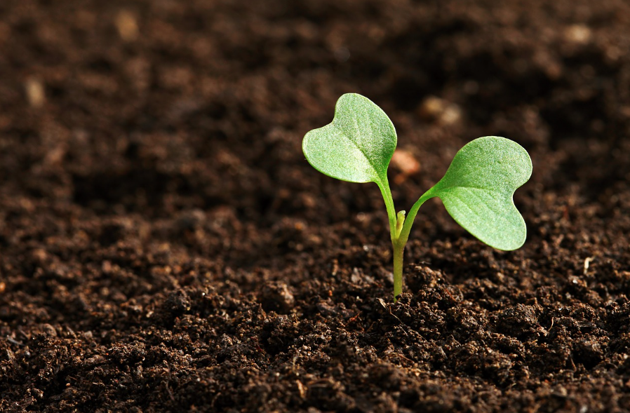 Ensinar STEM e IA através da cultivação