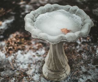 bird bath filled with frost in winter