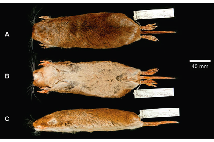 Tuco-tuco - Ctenomys andersoni