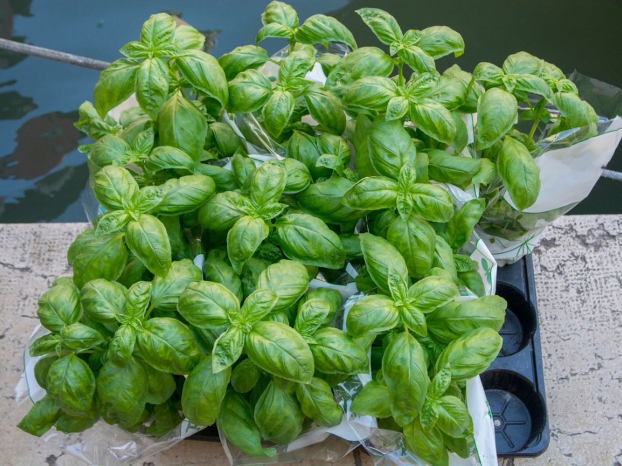 Potted Supermarket Basil