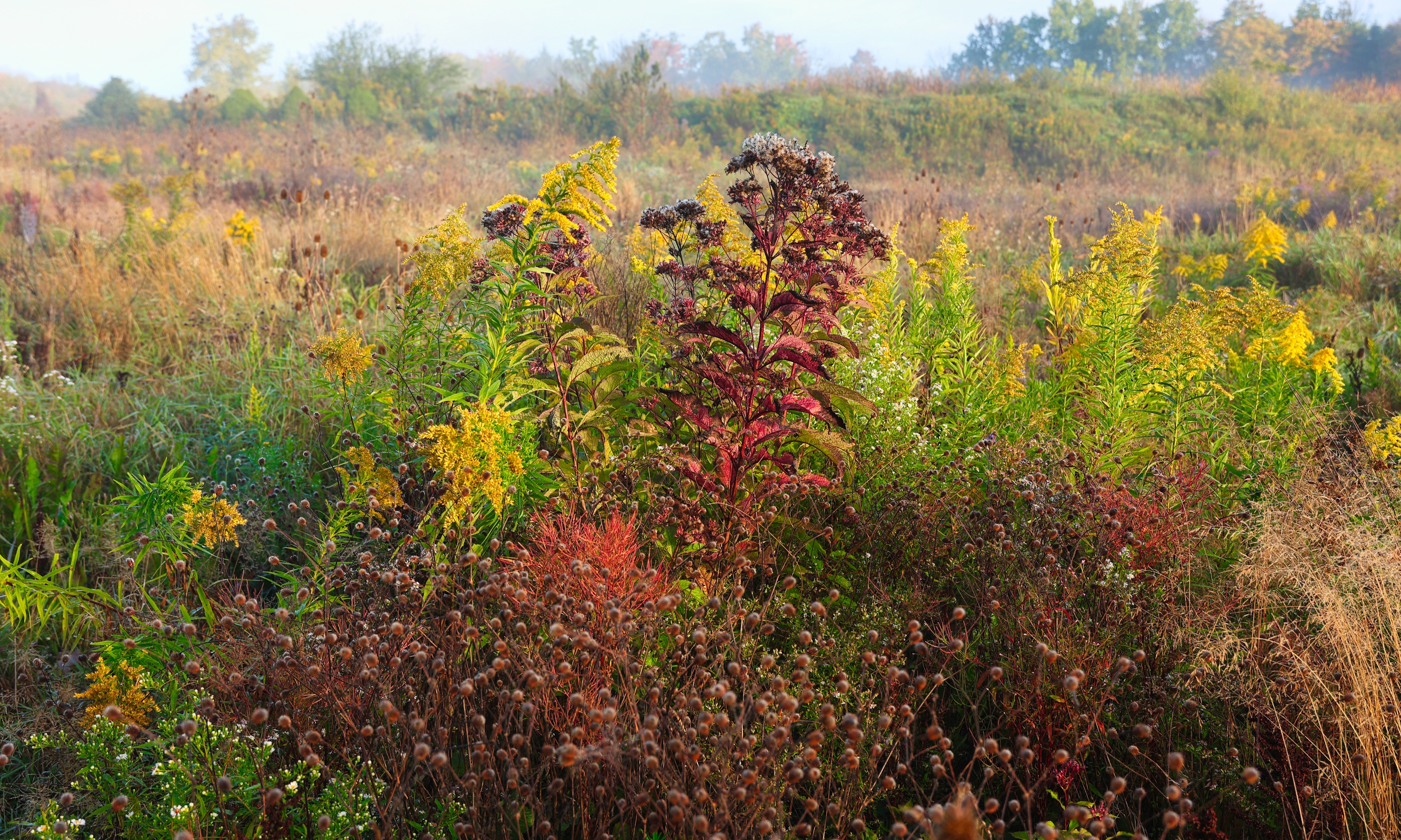 Flock Finger Lakes meadow