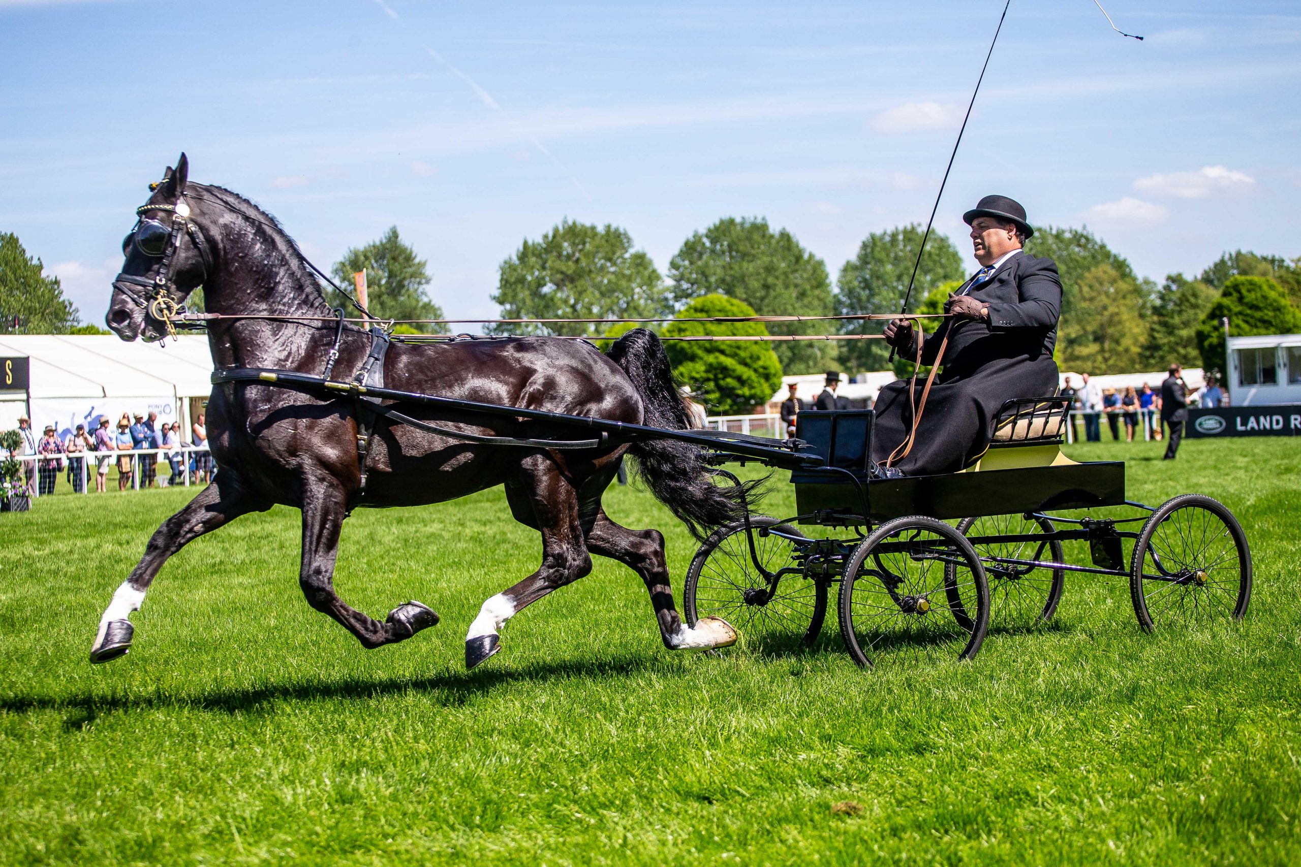 Hackneys are best known for their prowess in harness