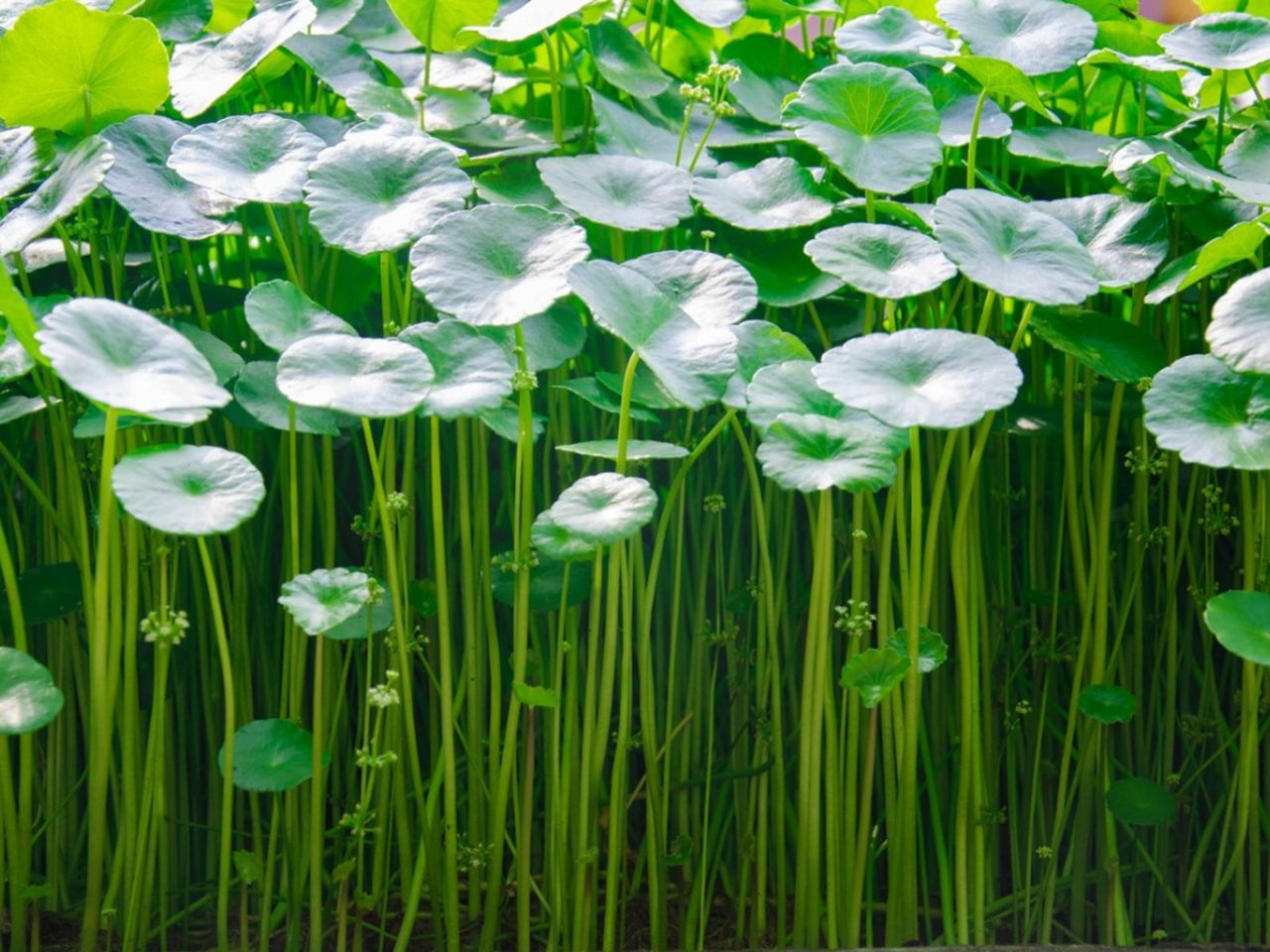 Gotu Kola Plants