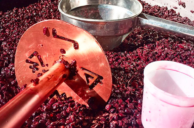 california wine harvest photos