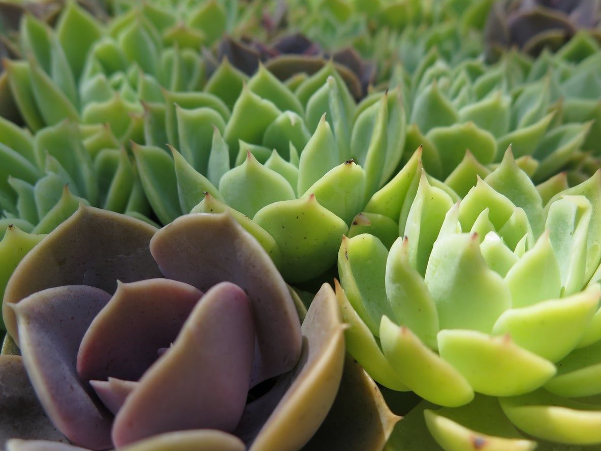 Purple And Green Peacock Echeveria Plants