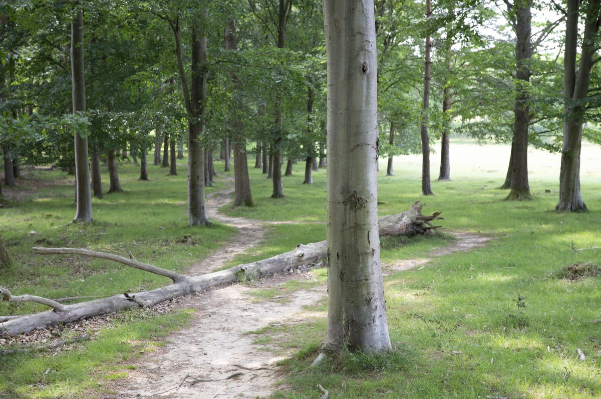 A footpath winding through woodland, taken with the Viltrox AF 50mm F2 Air lens