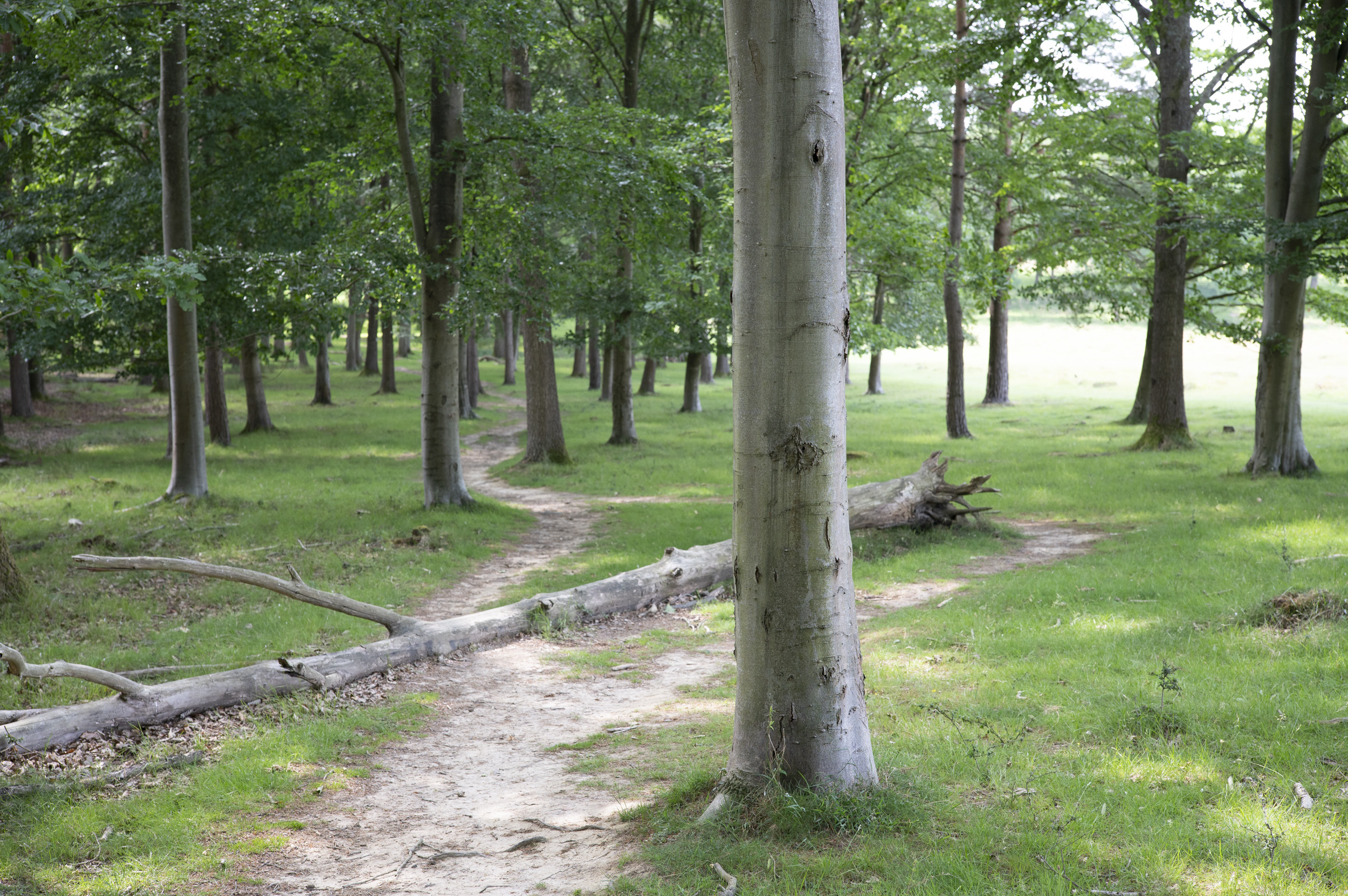 A footpath winding through woodland, taken with the Viltrox AF 50mm F2 Air lens