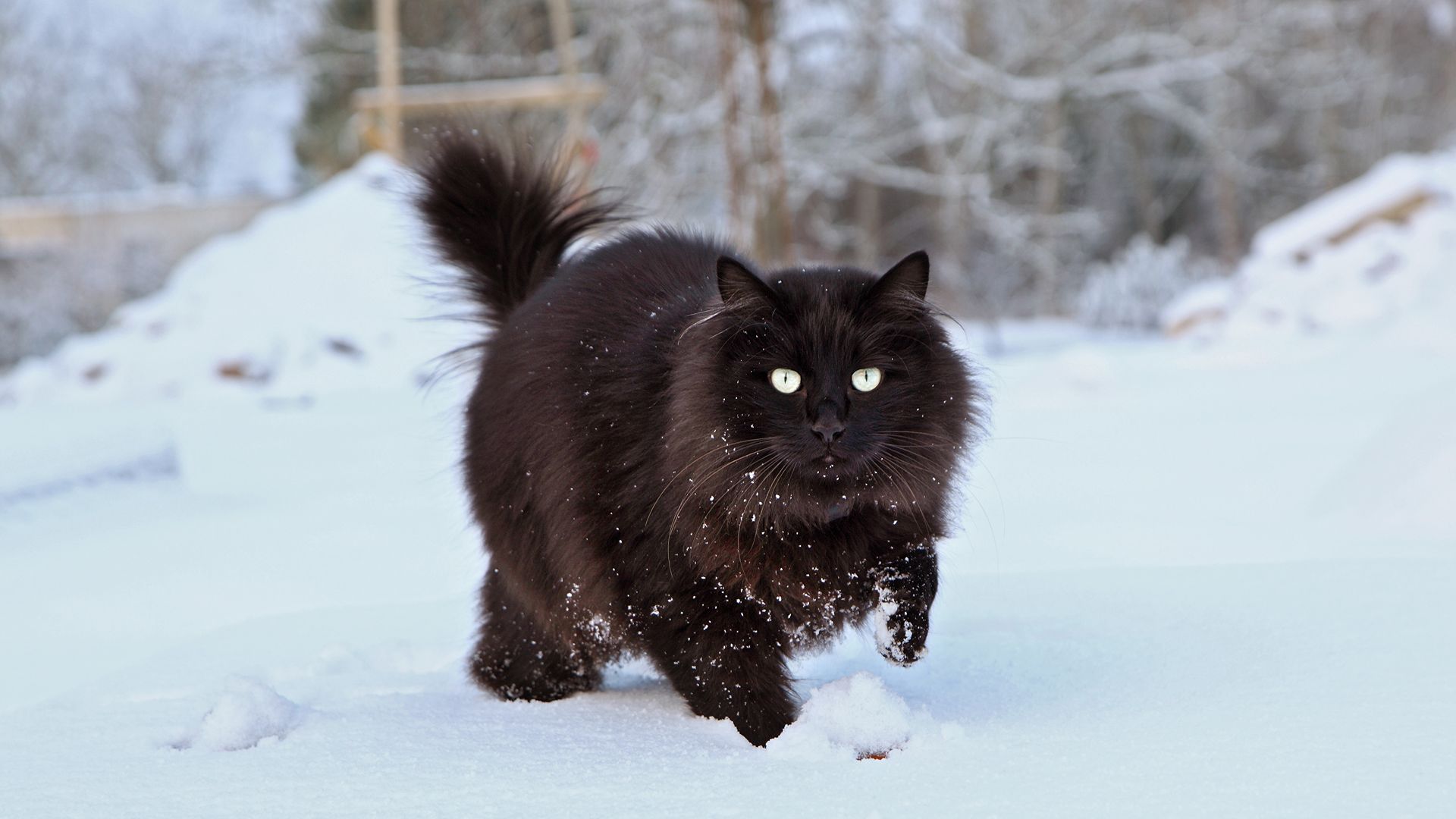 Black Maine Coon in the snow