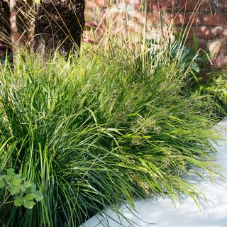 Garden grasses in front of a brick wall with a white wall next to them