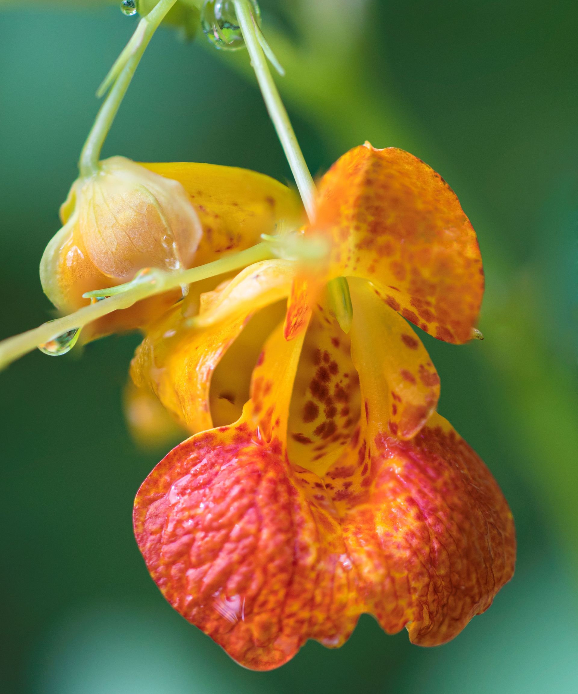 jewelweed flower