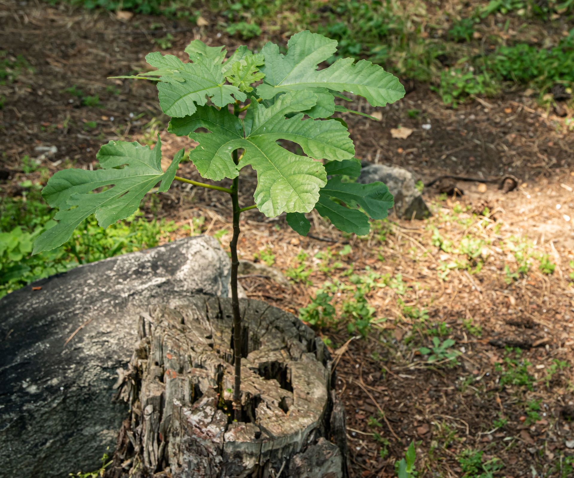 small fig sapling growing from old tree stump