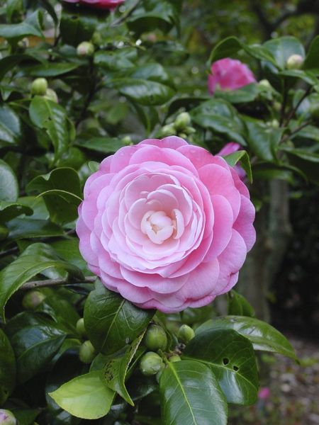 Pink Camellia Plant