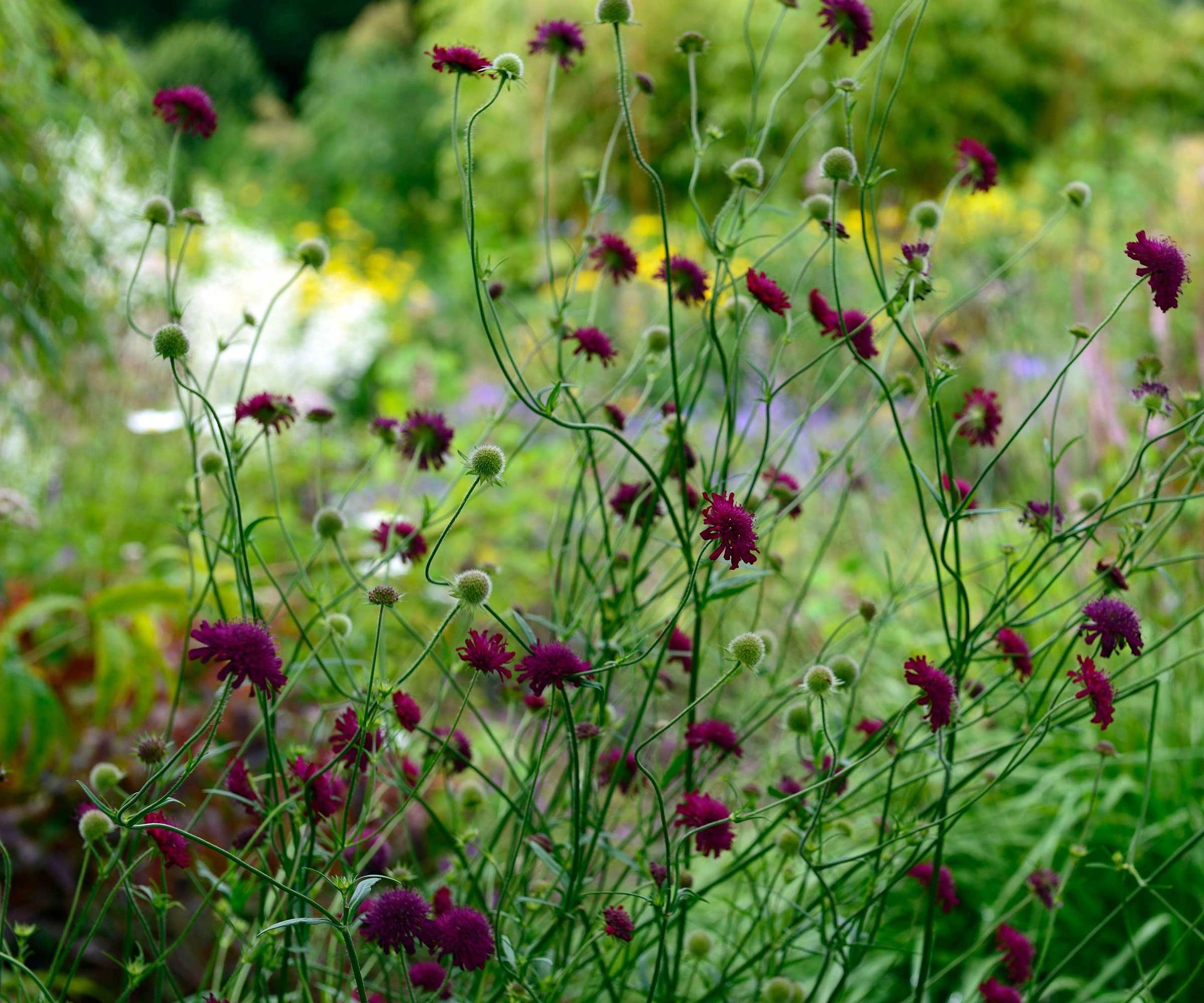 scabious wildflowers