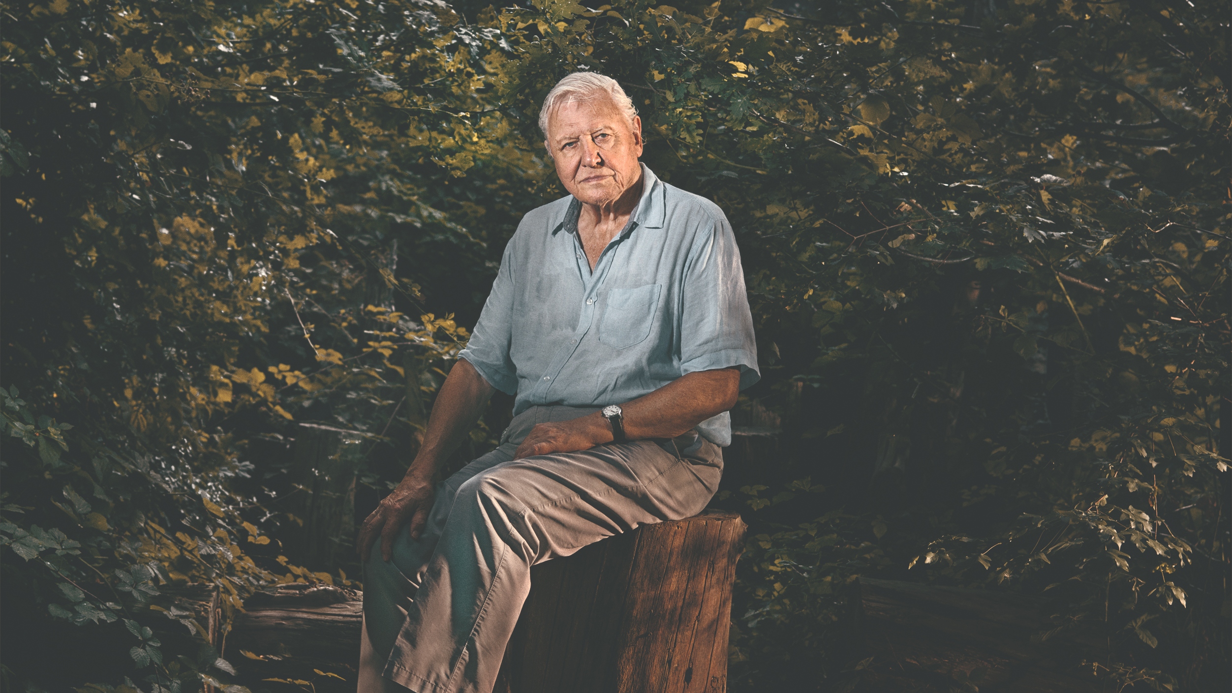 Sir David Attenborough sitting in a tree stump