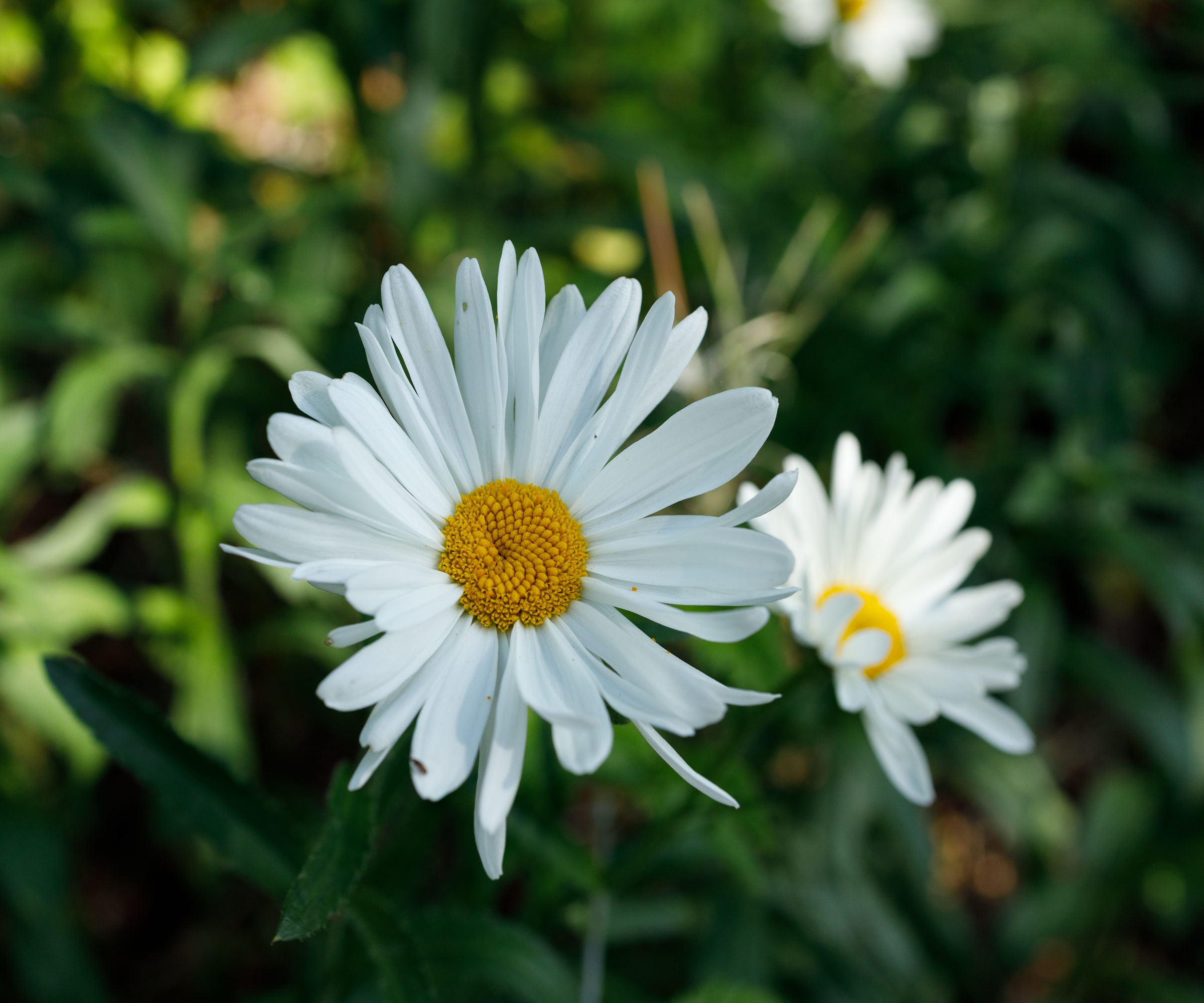 Shasta daisy