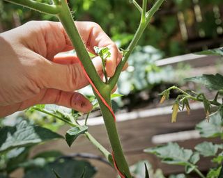 Pinching out suckers on tomato plants