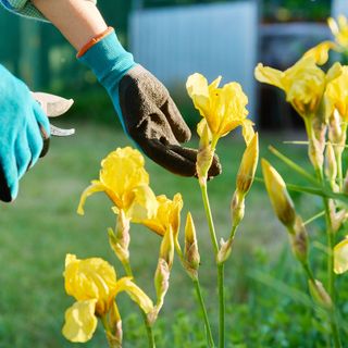 Person pruning yellow irises