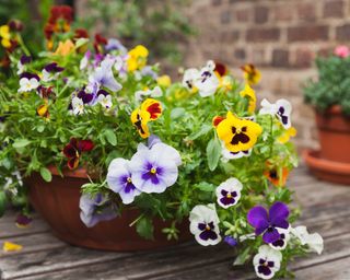 Pansies in a pot on garden table