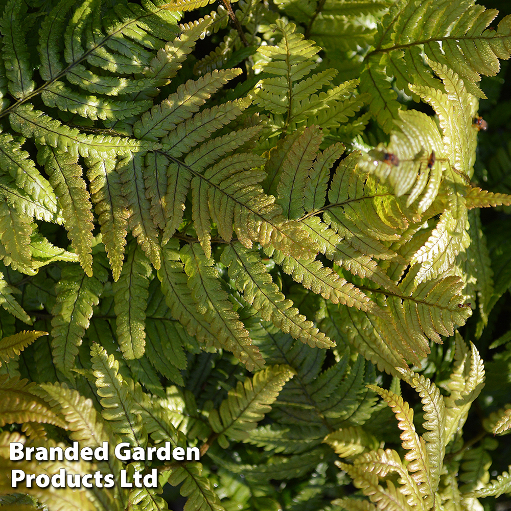 Dryopteris Lepidopoda