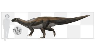 The Triassic track-maker, to scale with a person standing 5.5 feet (1.7 meters) tall.