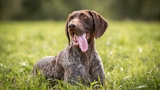 German Shorthaired Pointer lying on the grass