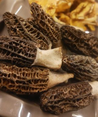 morel mushrooms