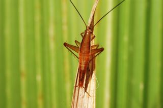 The Silvermine Nature Reserve, part of Table Mountain National Park in South Africa, is home to another character on this year's top 10 list – a new species of cockroach that exhibits unusual morphology with legs that are highly modified for jumping. Name
