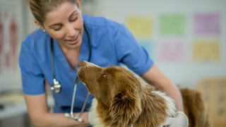 Female vet assessing a brown sheepdog