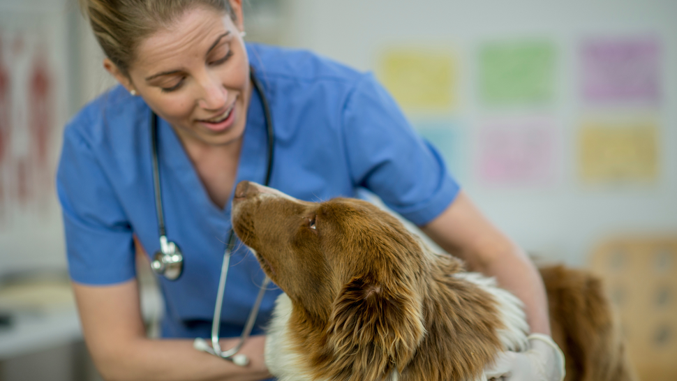 Picture of Von Willebrand disease in dogs | PetsRadar