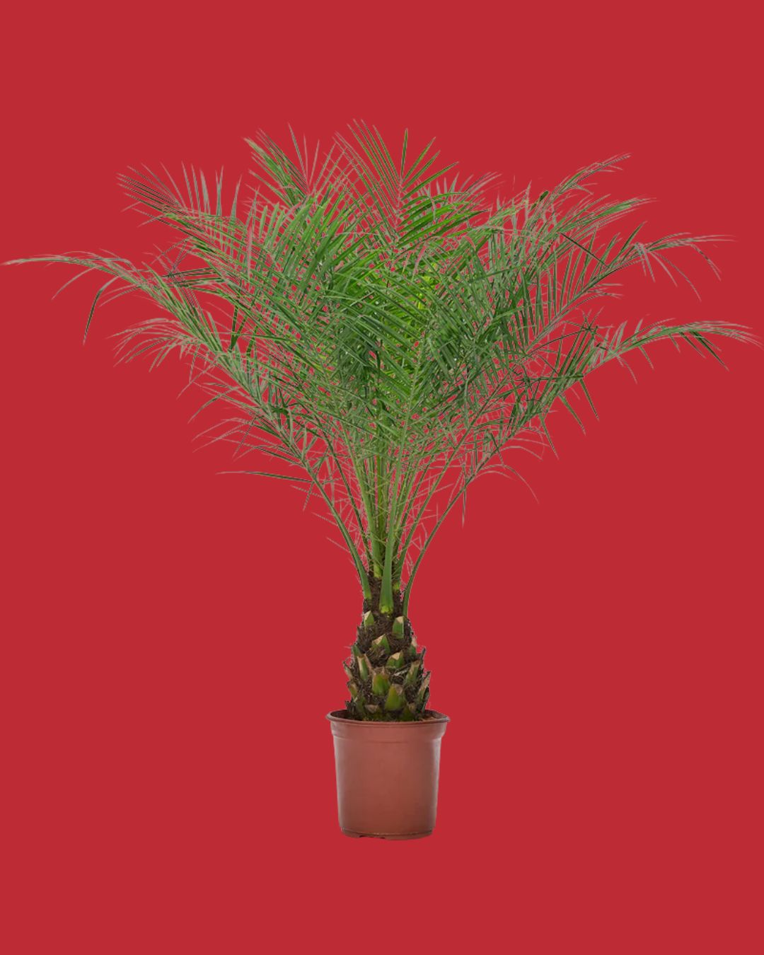 Patch Pygmy Date Palm against red background.