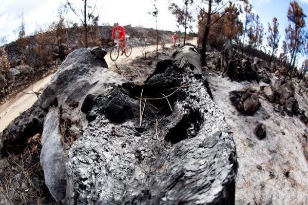 Riders pass by burned out stumps