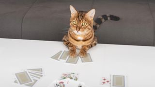 Bengal cat playing cards