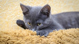 Kitten sucking blanket