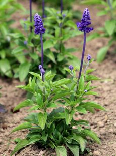 Purple Annual Plants