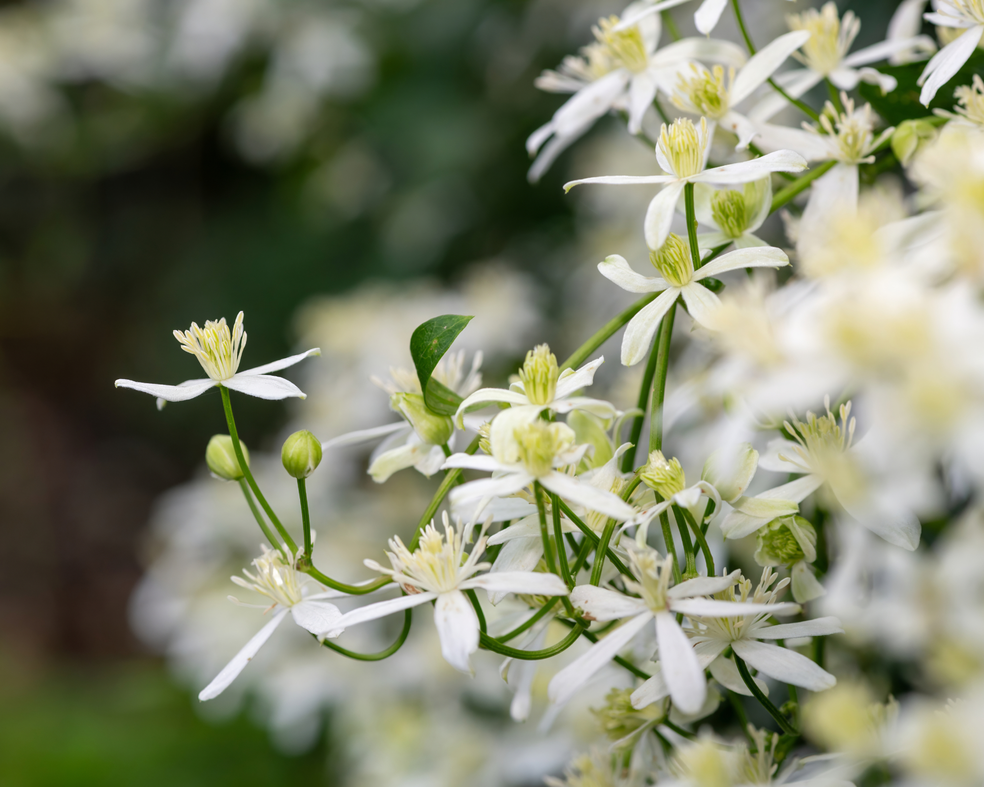 Small white flowers on sweet autumn clematis vine