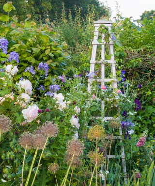 sweet peas and clematis growing up a wooden obelisk