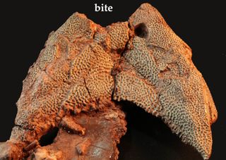 dimetrodon fossils, diplocalus fossils, texas bone bed