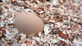 Egg and egg shells