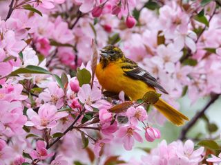 Baltimore Oriole in blooming crabapple tree