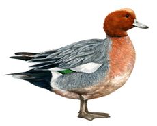 Wigeon. ©Fiona Osbaldstone for Country Life