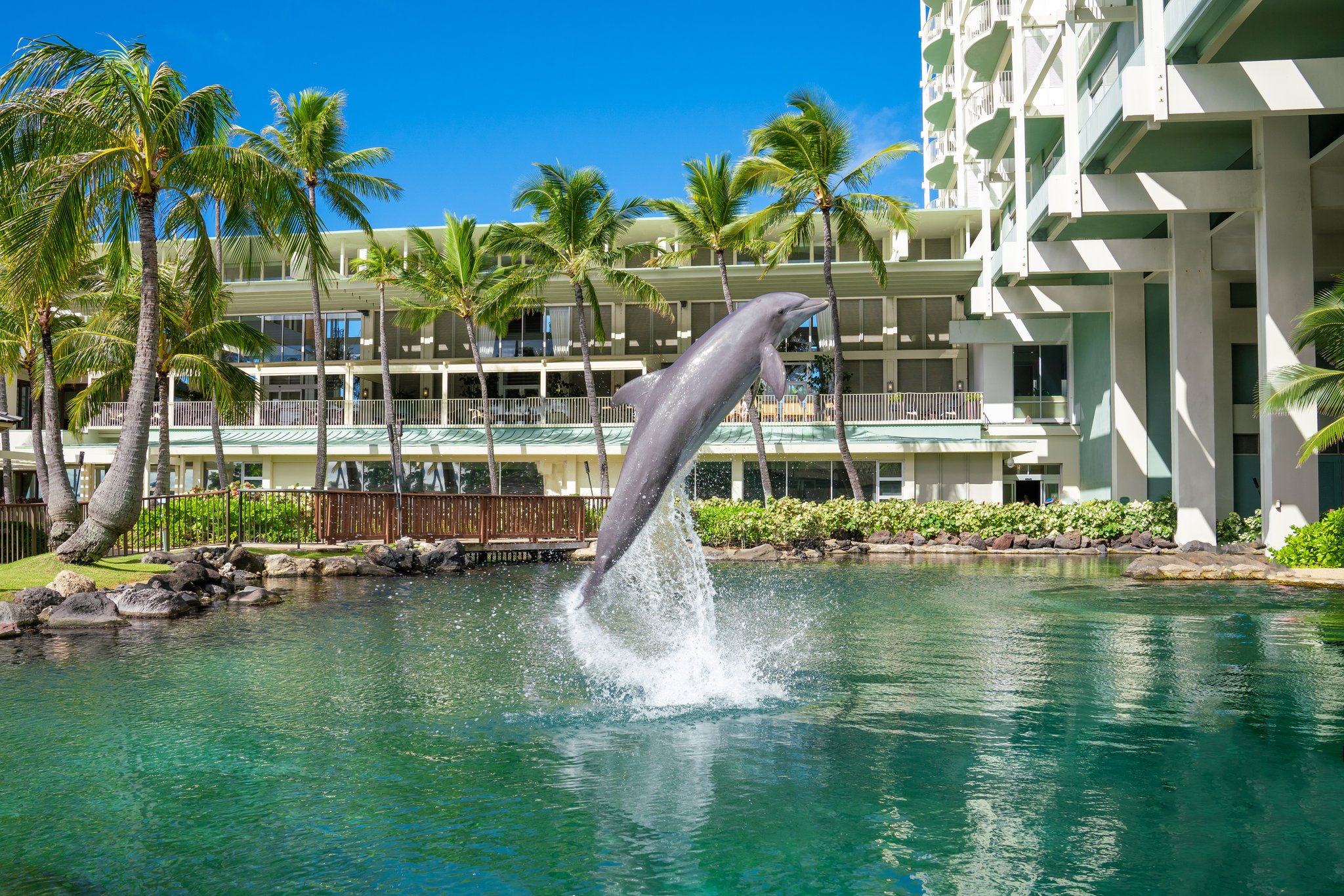 A dolphin jumping from the lagoon at the Kahala Hotel &amp;amp; Resort