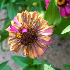 dry zinnia flower head with seeds for harvesting