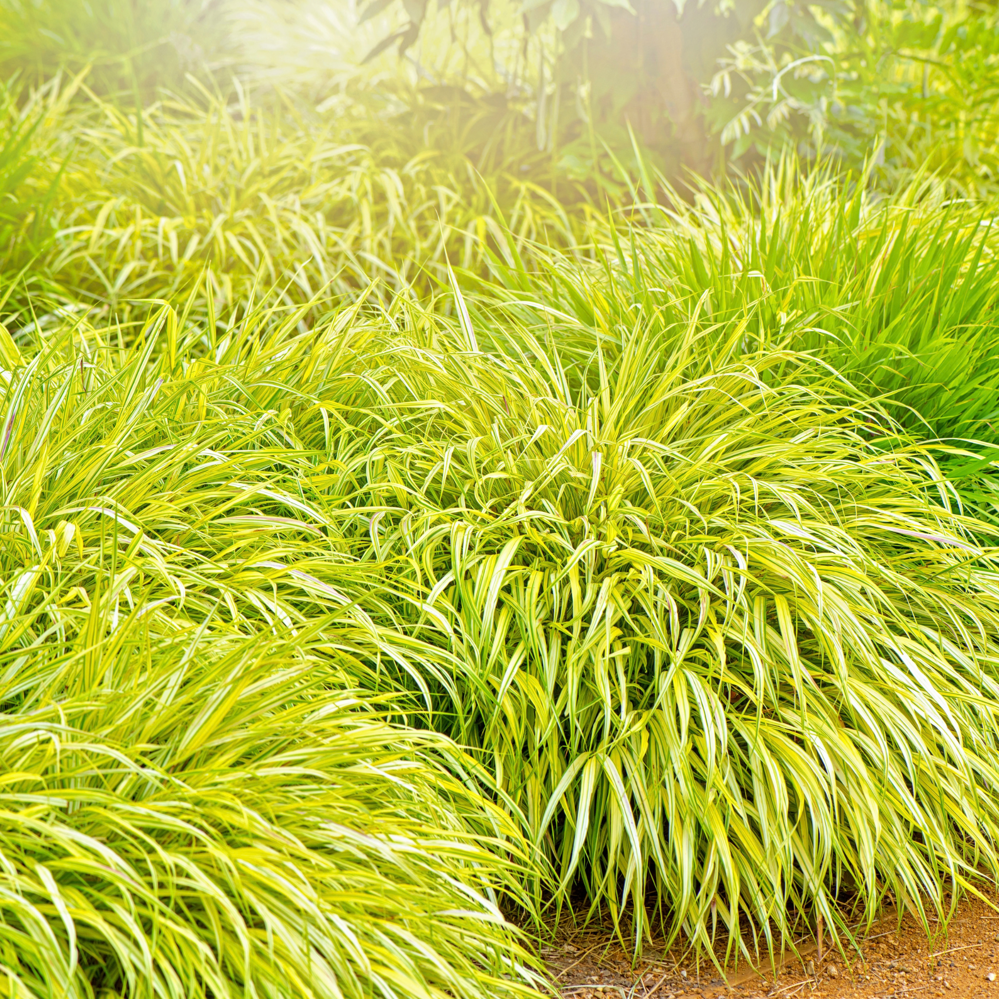 Hakonechloa macra