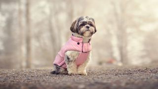 Shih Tzu wearing a dog coat